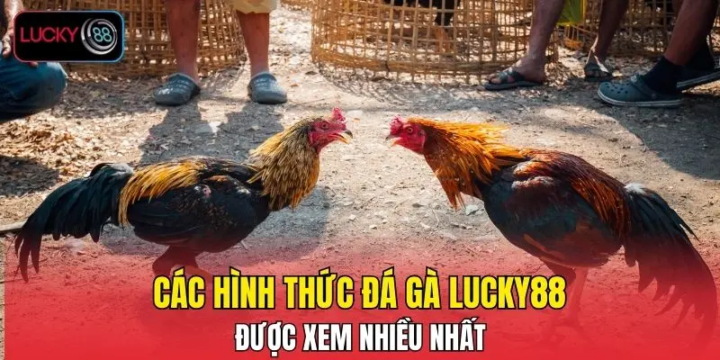 Các hình thức đá gà LUCKY88 được xem nhiều nhất Các hình thức đá gà LUCKY88 được xem nhiều nhất