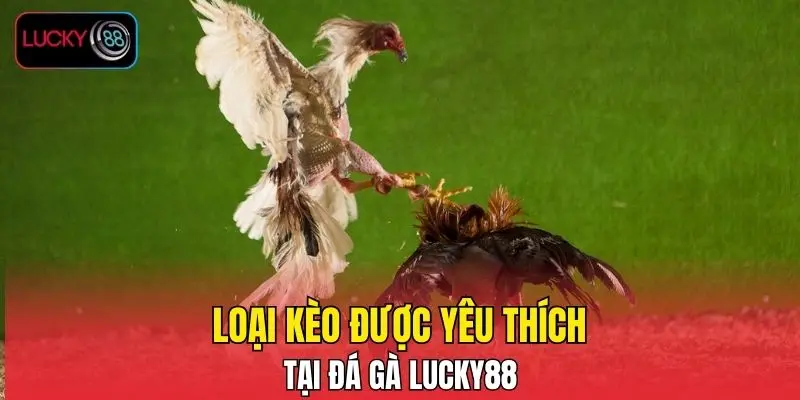 Loại kèo được yêu thích tại đá gà LUCKY88 Loại kèo được yêu thích tại đá gà LUCKY88