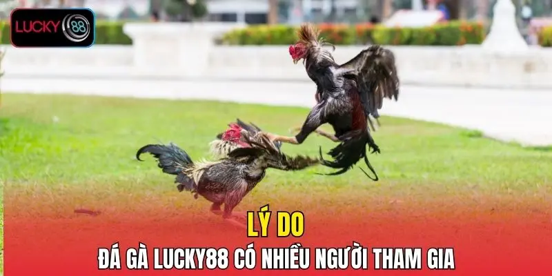 Lý do đá gà LUCKY88 có nhiều người tham gia Lý do đá gà LUCKY88 có nhiều người tham gia