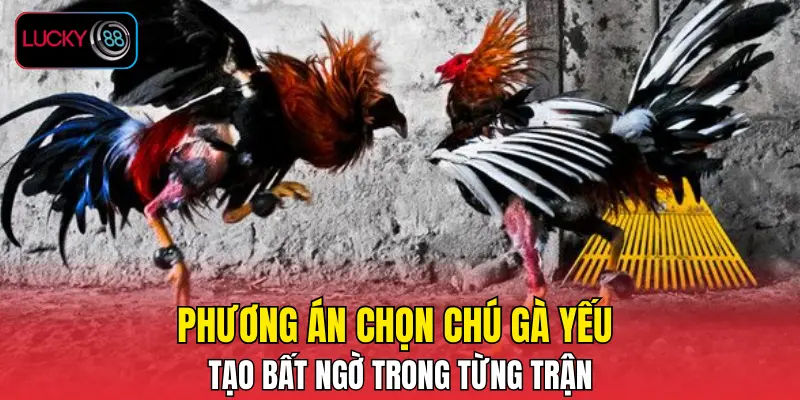 Phương án chọn chú gà yếu tạo bất ngờ trong từng trận Phương án chọn chú gà yếu tạo bất ngờ trong từng trận